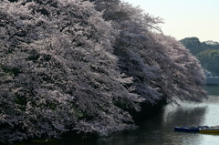 ソバージュなう