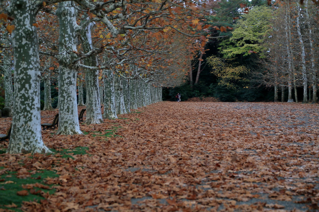 カーペットなう