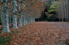 カーペットなう