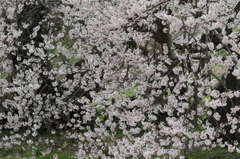 八重の桜なう