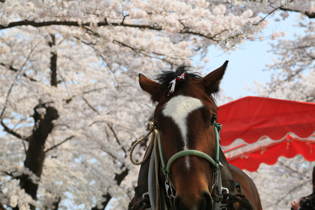 よりきり号ナウ