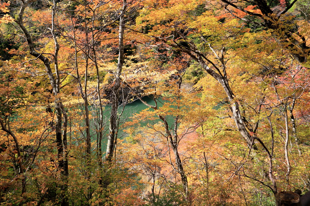 紅葉川ナウ