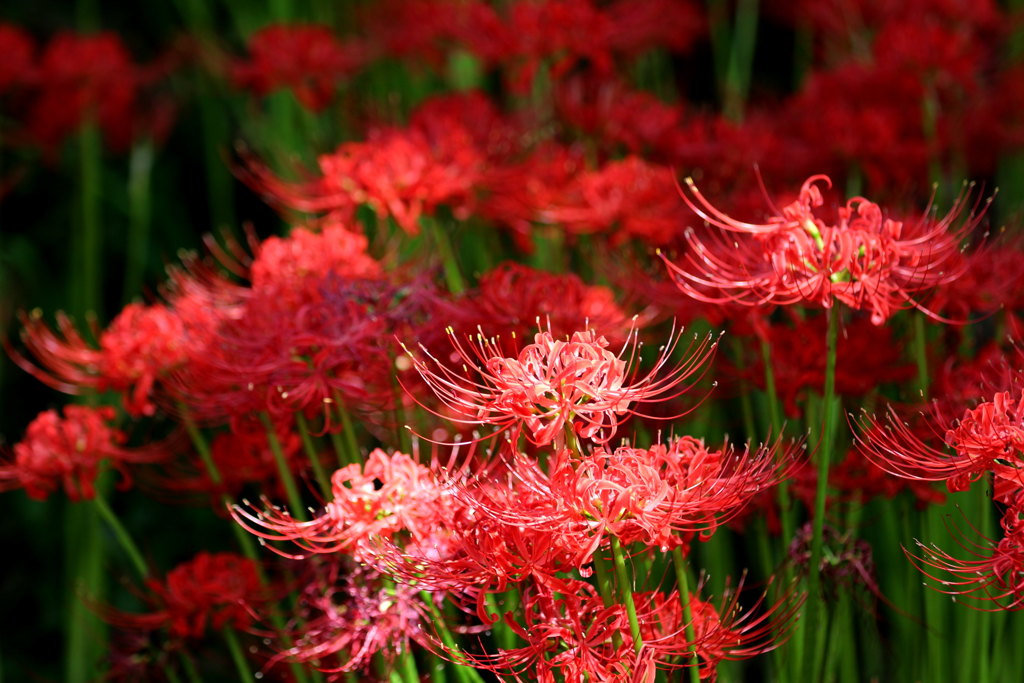 ジャンガジャンガなう