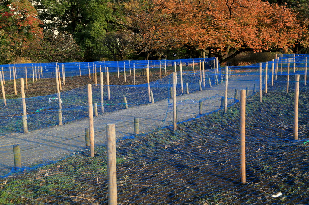 ブルーネットなう