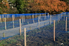 ブルーネットなう