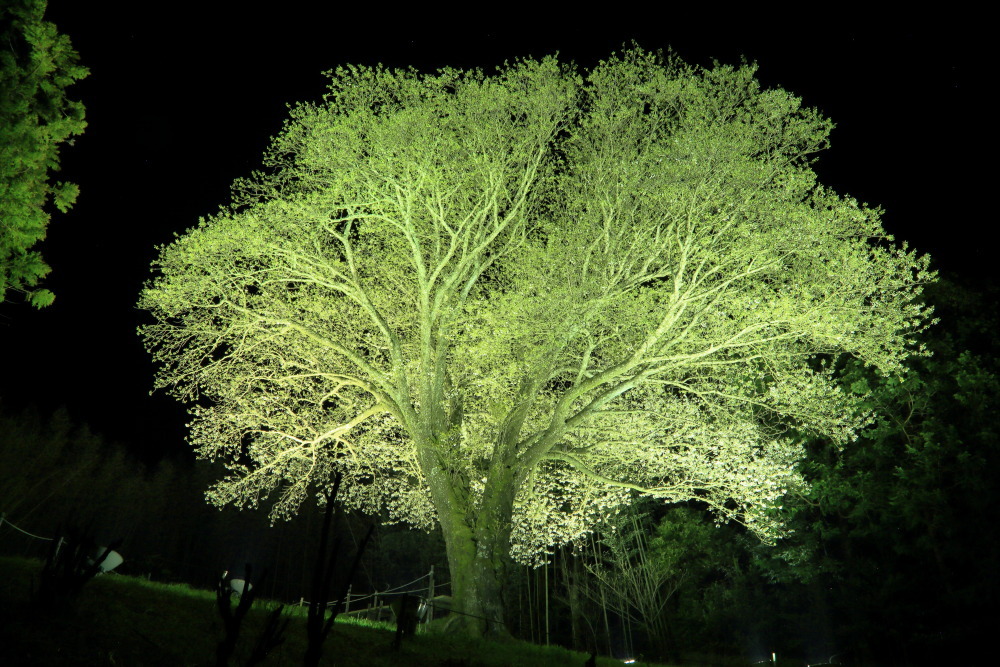 夜桜なう