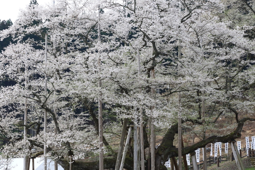 うへけむ時をなう