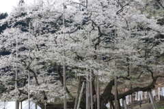 うへけむ時をなう