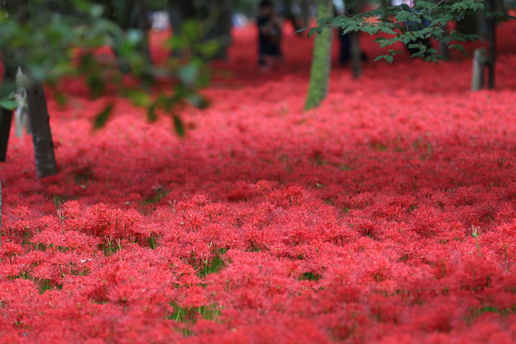 カーペットなう