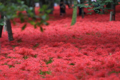 カーペットなう