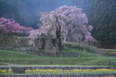 桃源なう