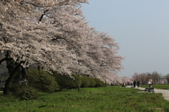 桜街道ナウ