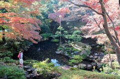 ストレンジャーインパラダイスなう