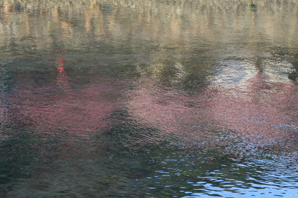 水面桜なう