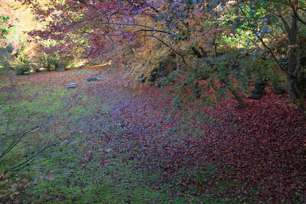 落紅葉なう