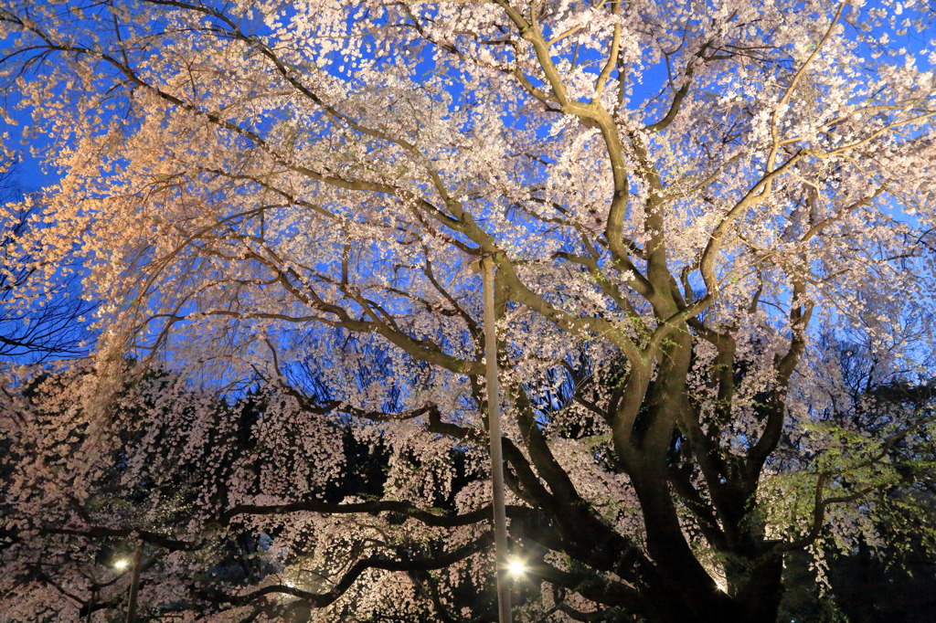 夜桜なう