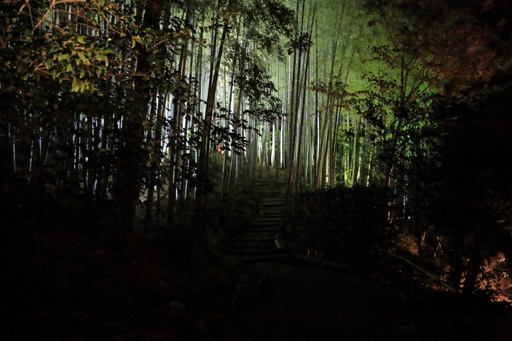 なよ竹の林なう