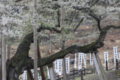 おもかげになう