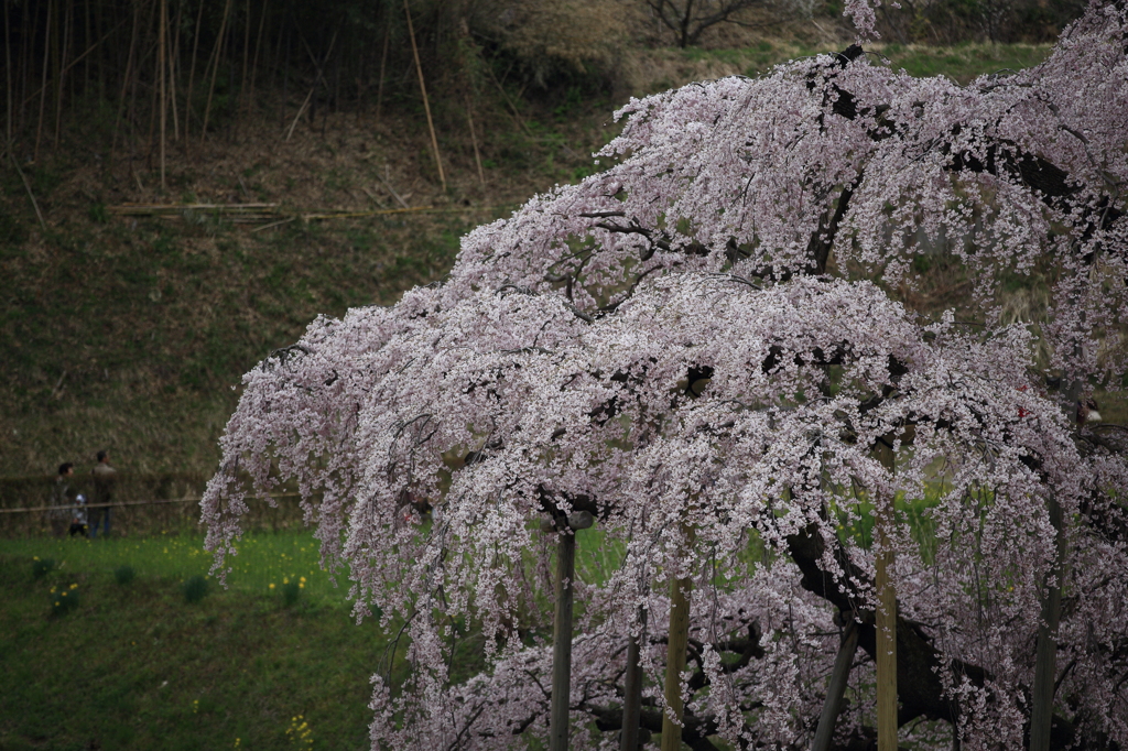 こんにちはナウ
