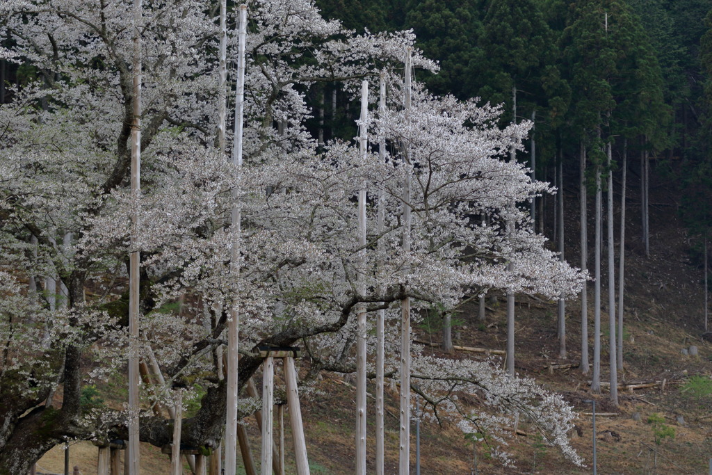 尾上の桜なう