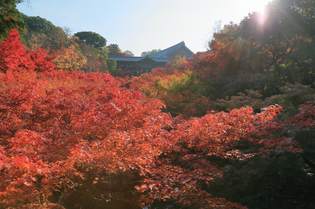 そうだ 京都、行こうなう