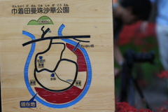 巾着田曼殊沙華公園なう