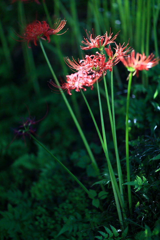 スポットライトなう