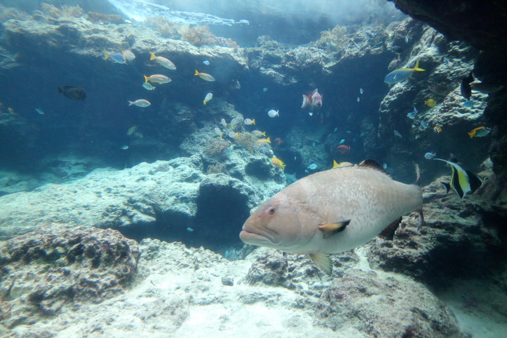 魚２なう