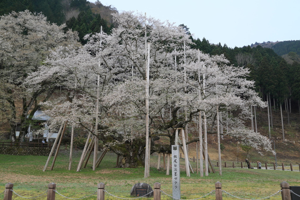 根尾谷薄墨桜なう