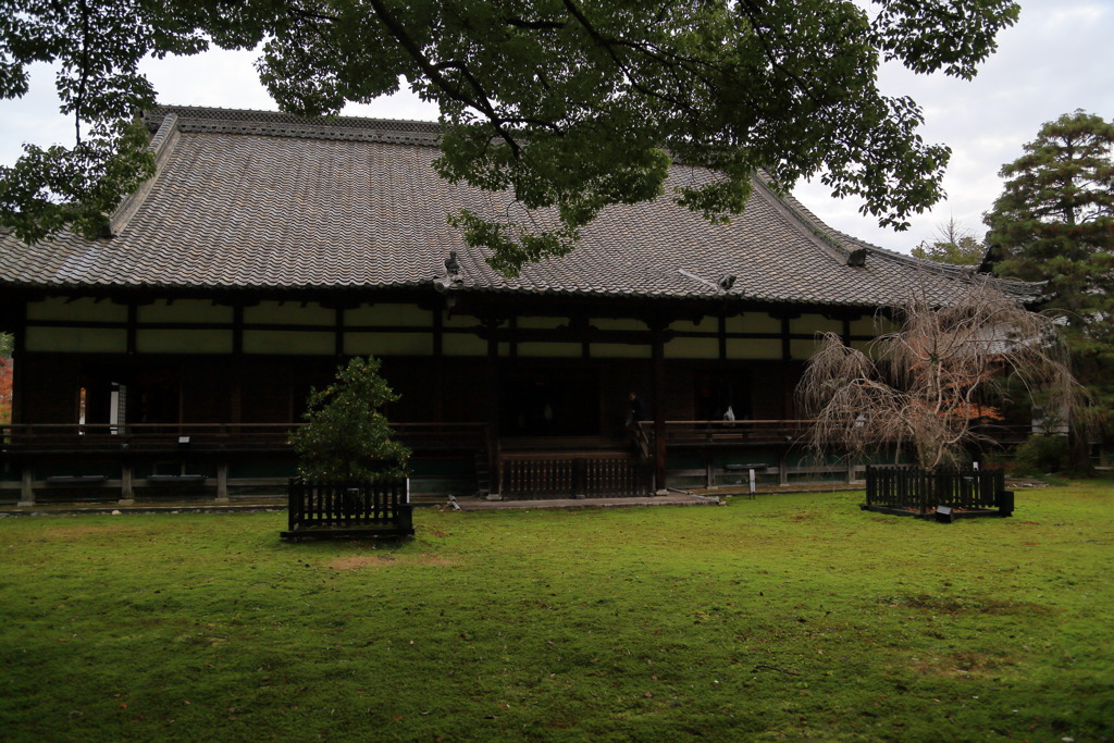 右近の橘　左近の桜なう