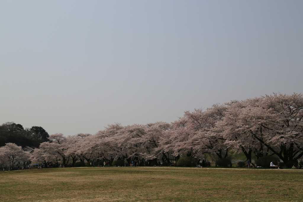 本日ハ晴天ナウ