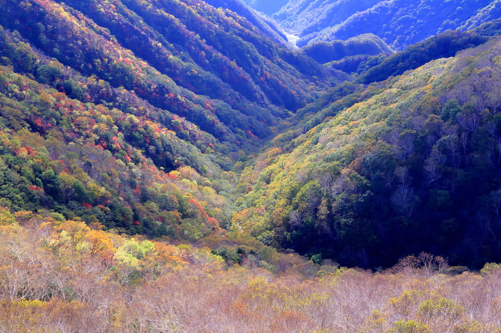 紅葉谷ナウ