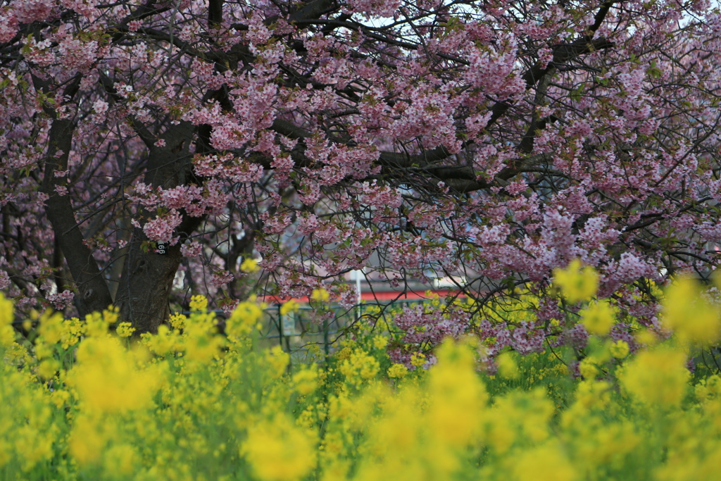 マリアージュなう