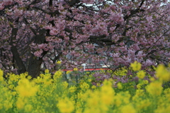 マリアージュなう