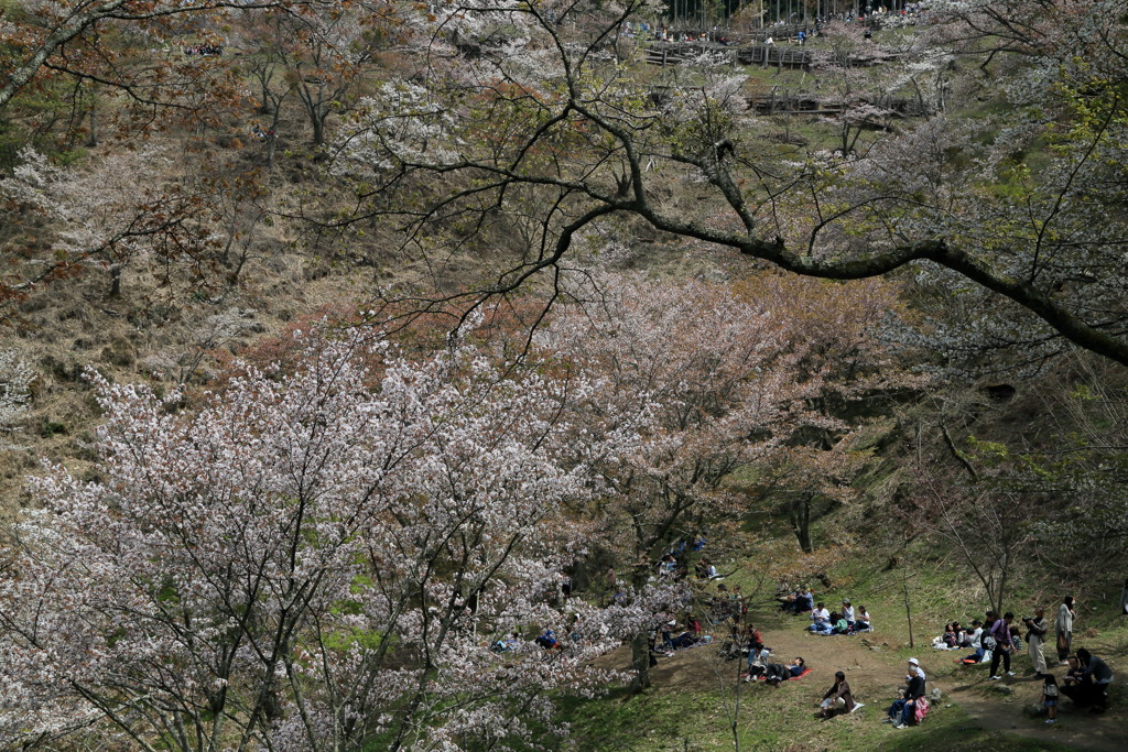 山へ住まへとなう