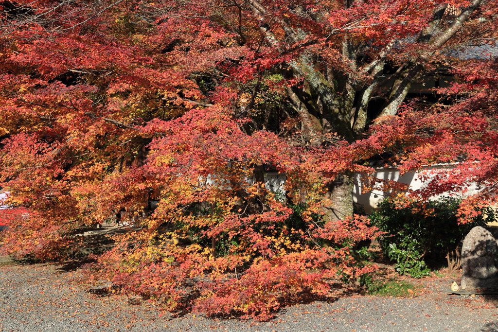 紅葉なう