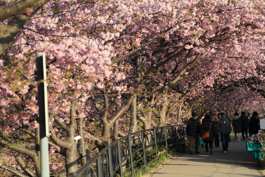 桜トンネルなう