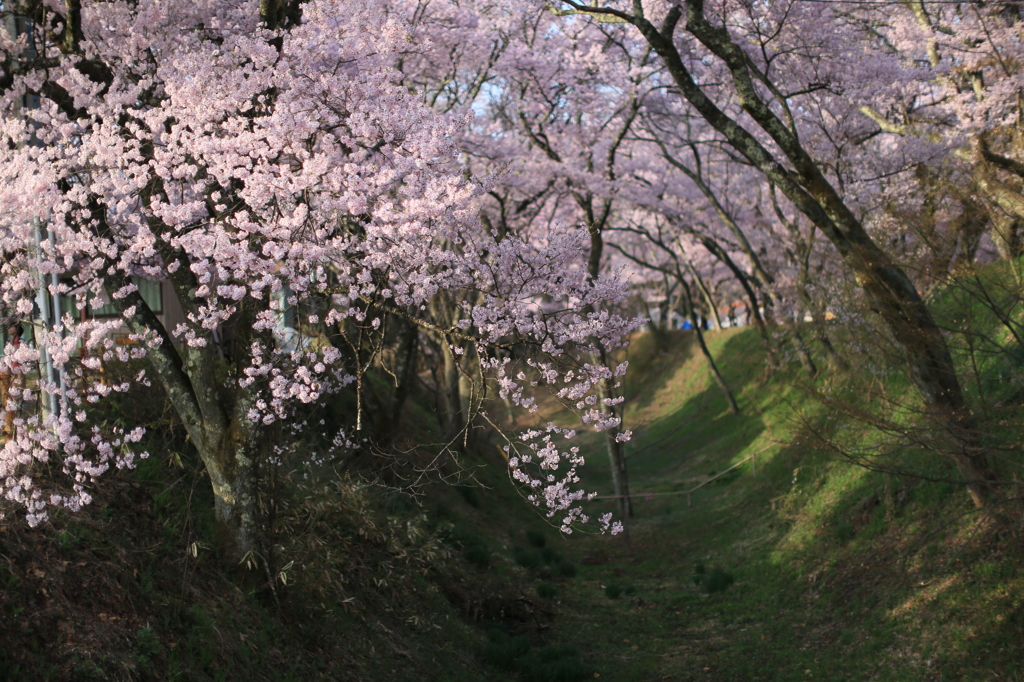 桜トンネルナウ