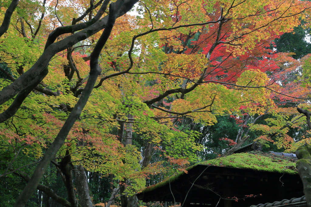 スプランドュールなう