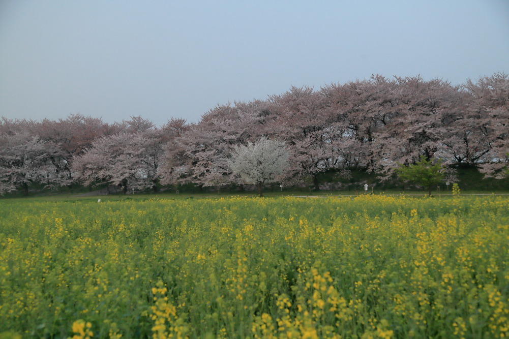 菜の桜なう