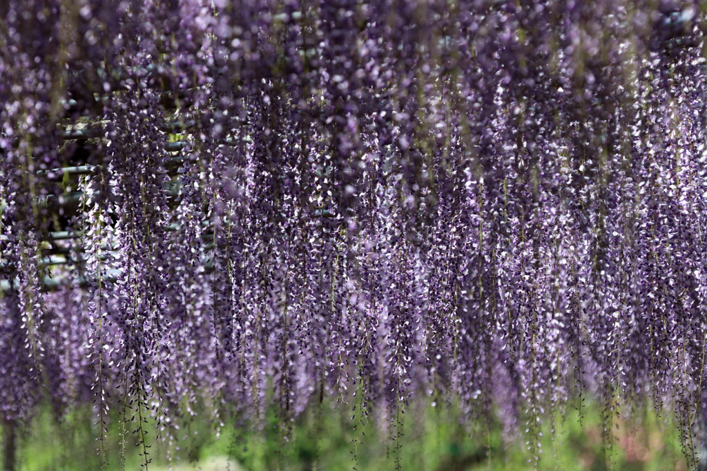 アメジストなう