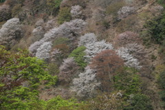 花ぞむかしのなう