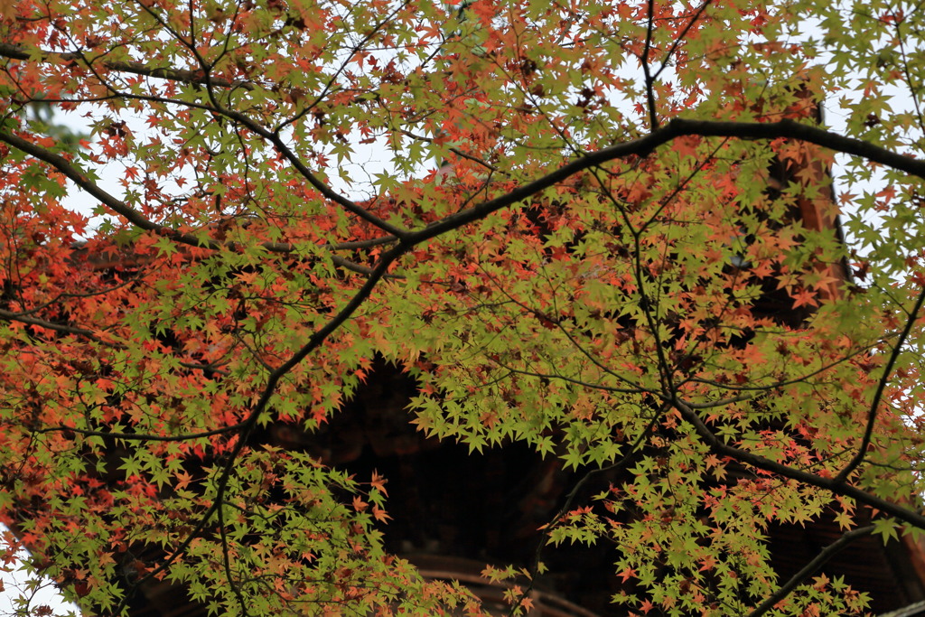 枝振りなう」－＾＾＾