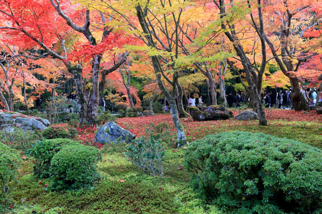洛陽城東紅葉花なう