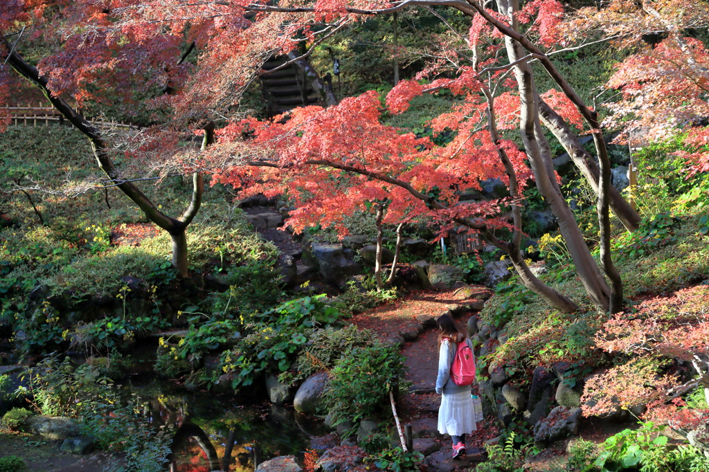 紅葉道なう
