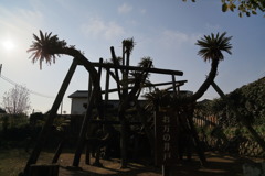 新町の大ソテツなう