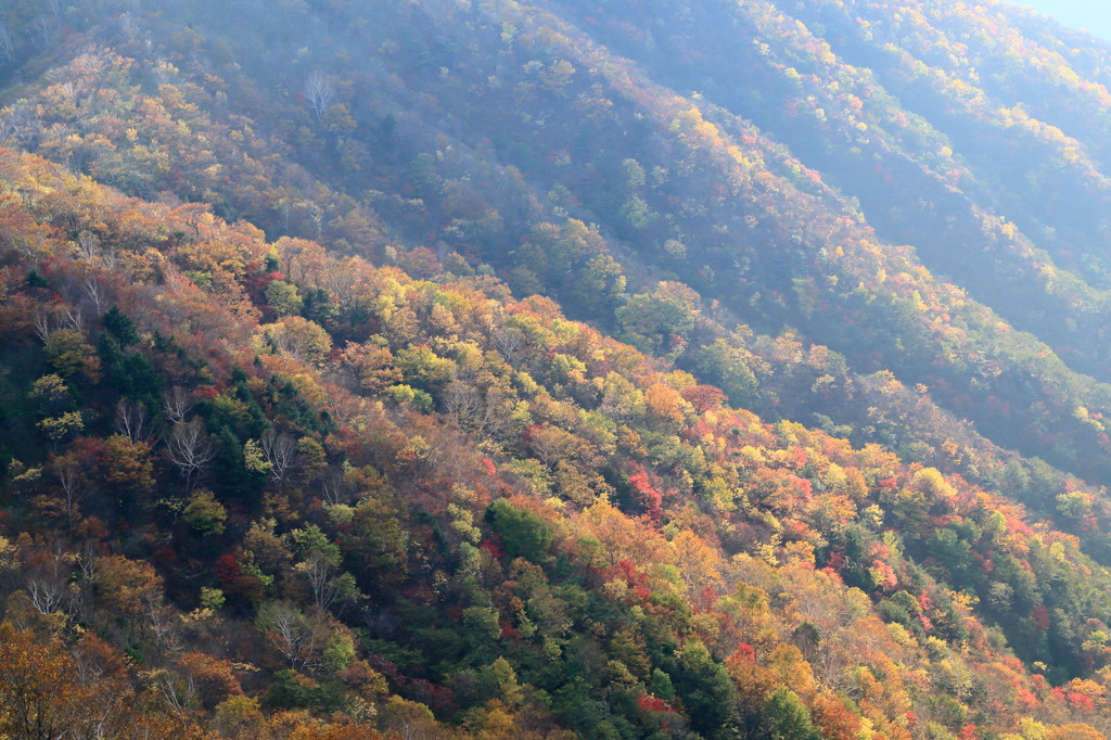 紅葉平ナウ