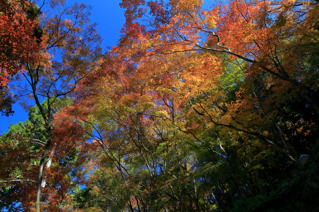 虹紅葉なう