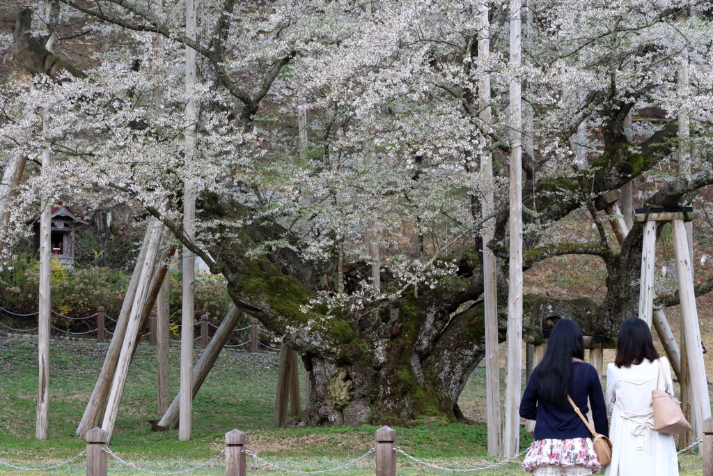 かざしの桜なう