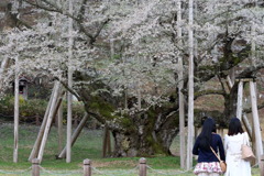 かざしの桜なう
